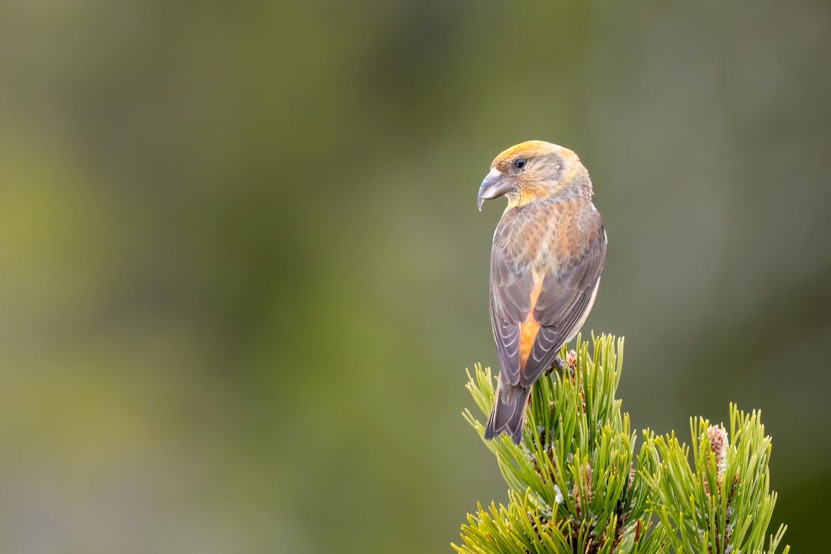 Red Crossbill - ML646743482