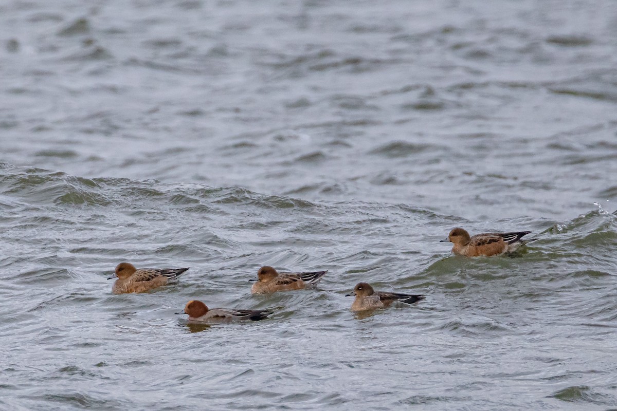 Eurasian Wigeon - ML646743483