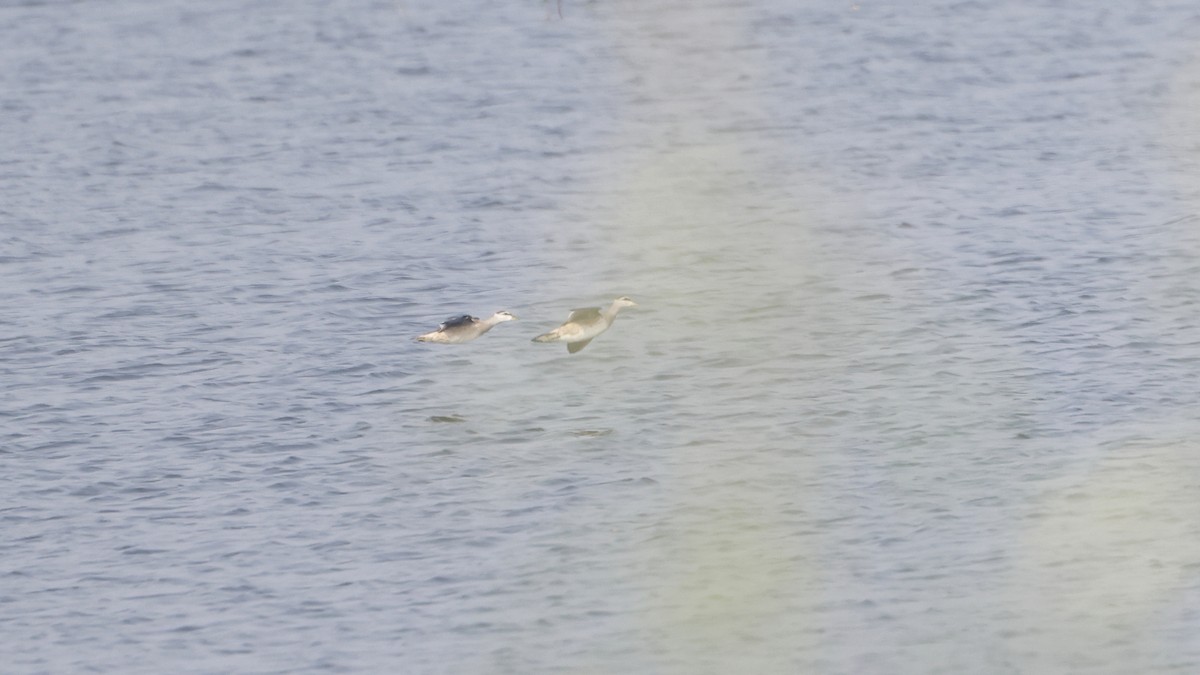 Asya Pamuk Ördeği - ML646743484