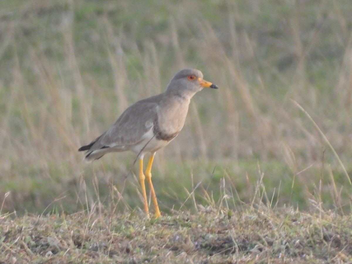 Gri Başlı Kızkuşu - ML646743485