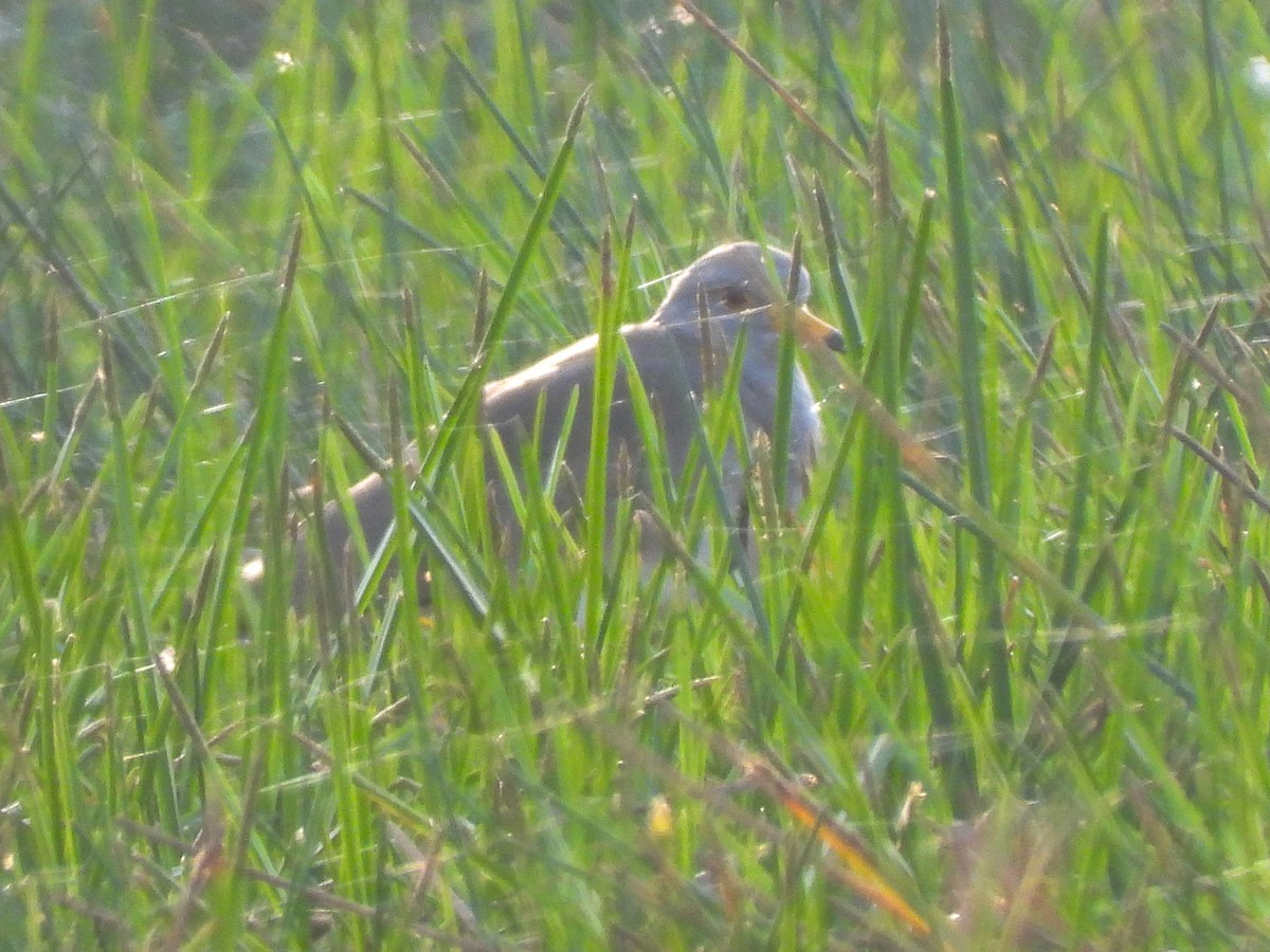 Gri Başlı Kızkuşu - ML646743486