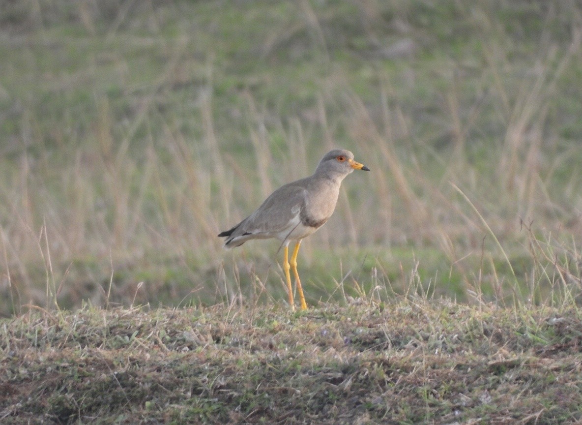 Gri Başlı Kızkuşu - ML646743487