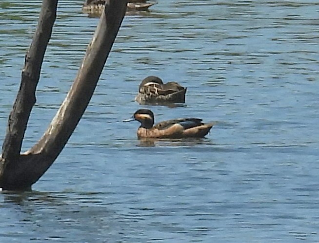 Пятнистый чирок - ML646743489