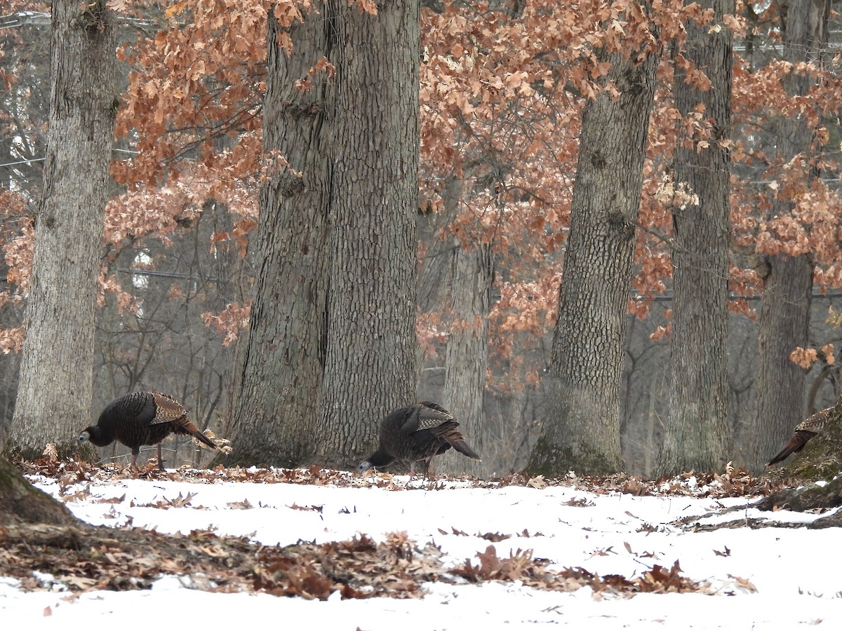 Indioilar arrunta - ML646743491