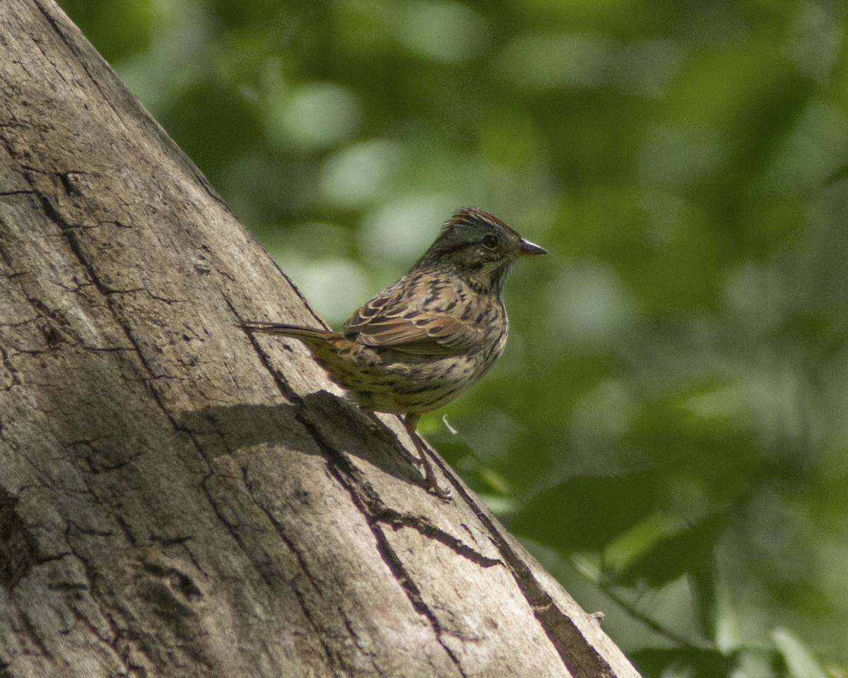 strnadec pruhohlavý - ML646743492