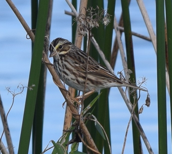 Пасовник савановий - ML646743493