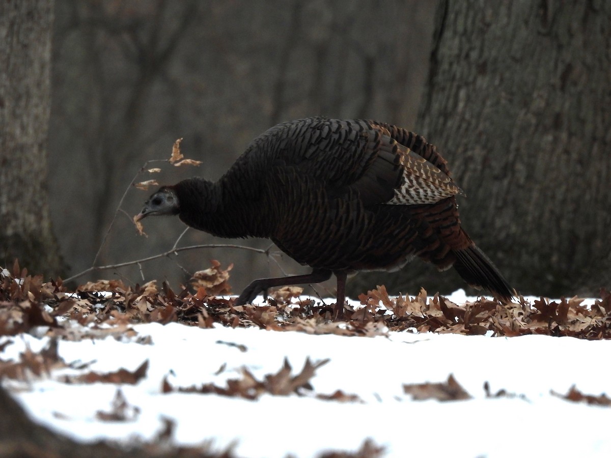 Indioilar arrunta - ML646743497