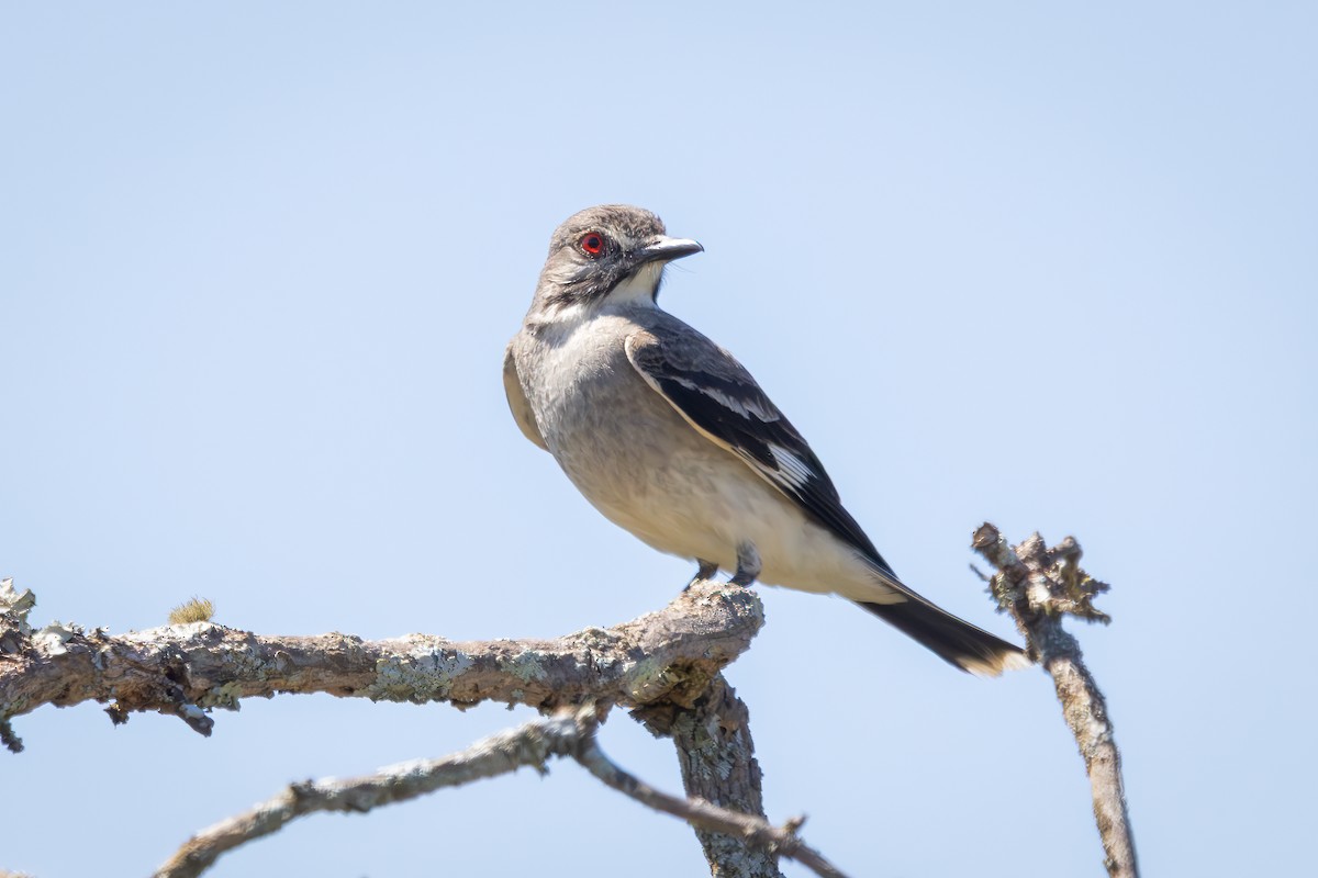 Gri Monhita - ML646743498