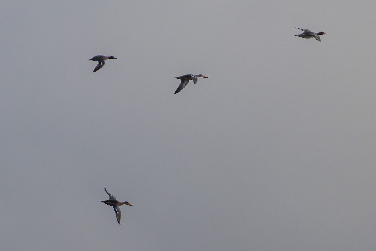 Northern Shoveler - ML646743500