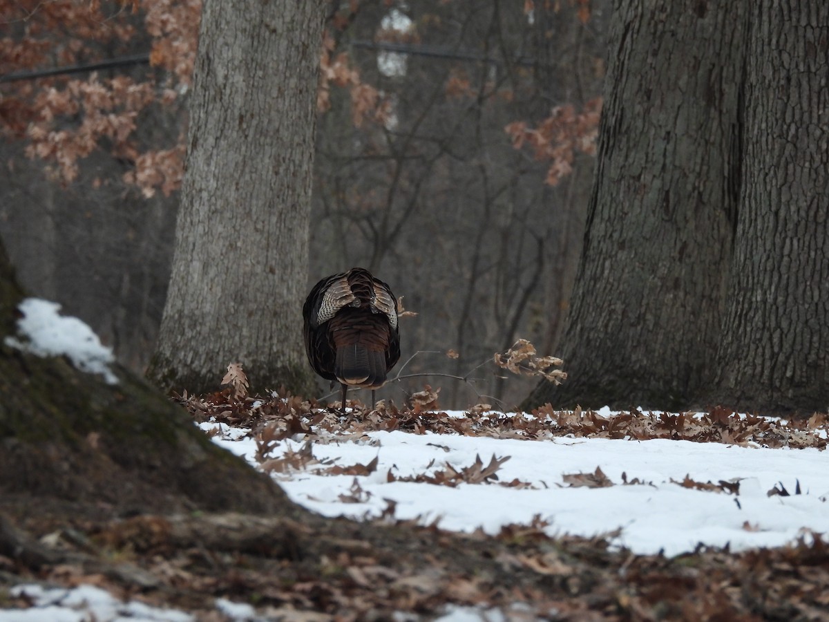 Indioilar arrunta - ML646743502