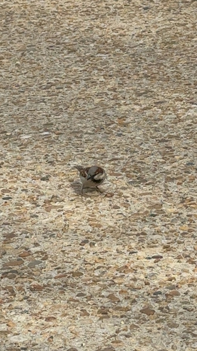 House Sparrow - ML646743511