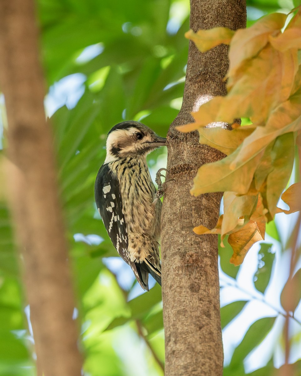 Gray-capped Pygmy Woodpecker - ML646743513