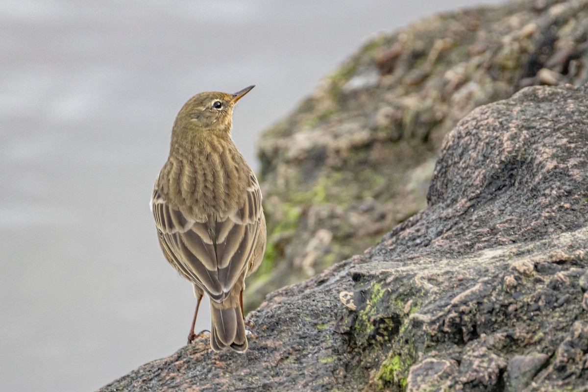Rock Pipit - ML646743514