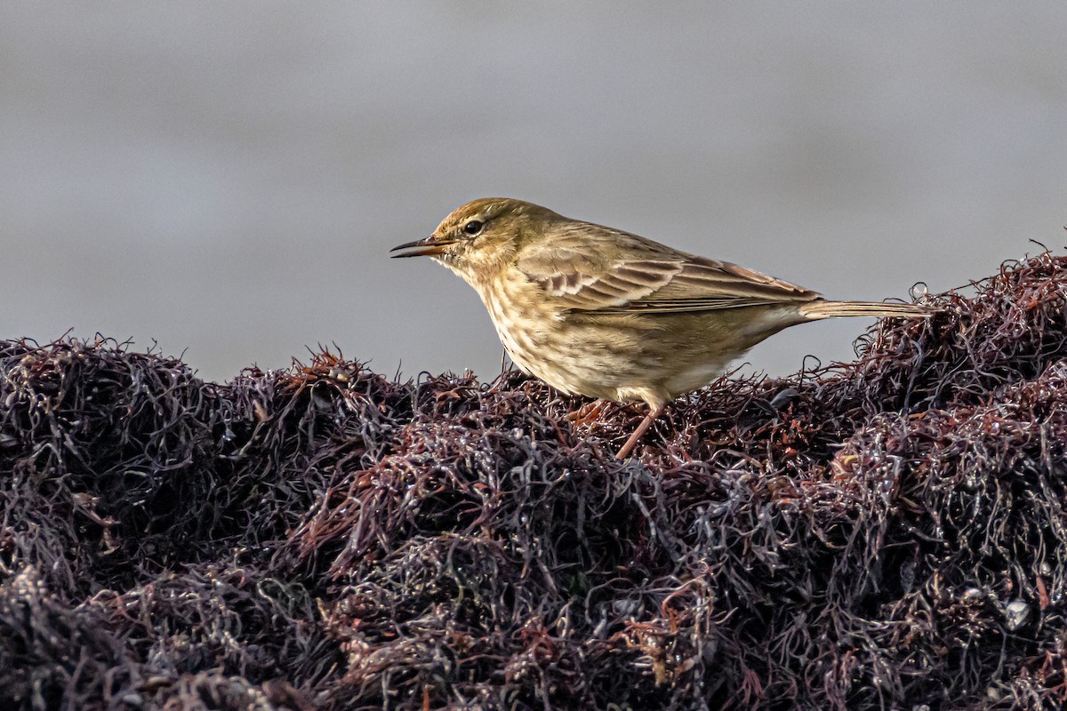 Rock Pipit - ML646743515