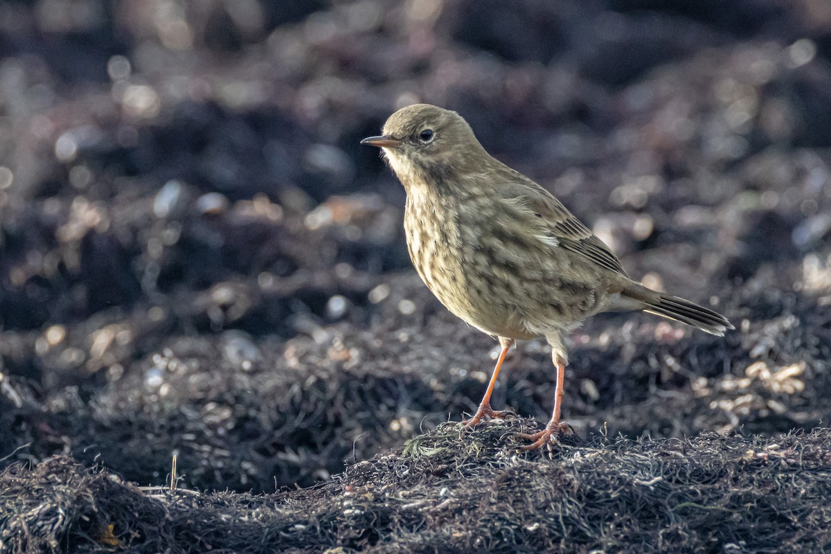 Rock Pipit - ML646743516