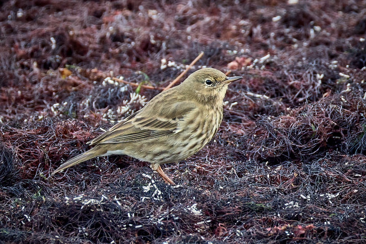 Rock Pipit - ML646743517