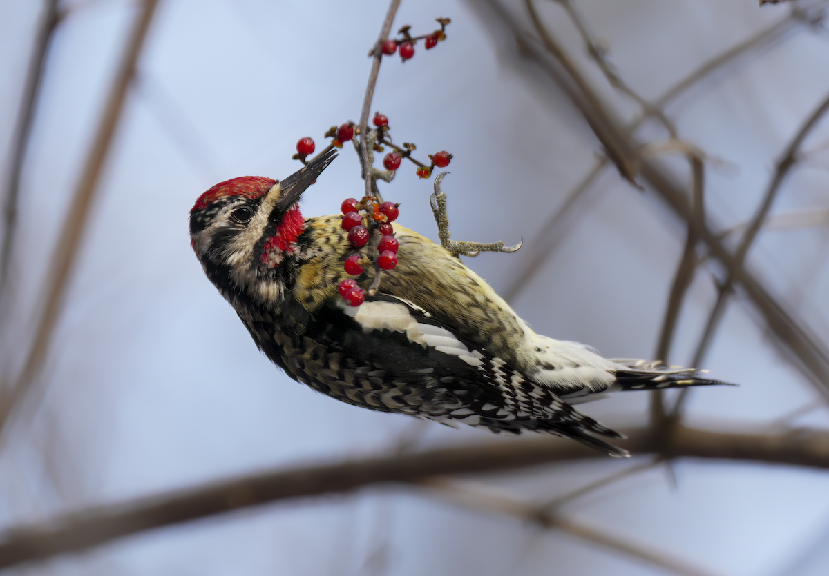 Yellow-bellied Sapsucker - ML646743521