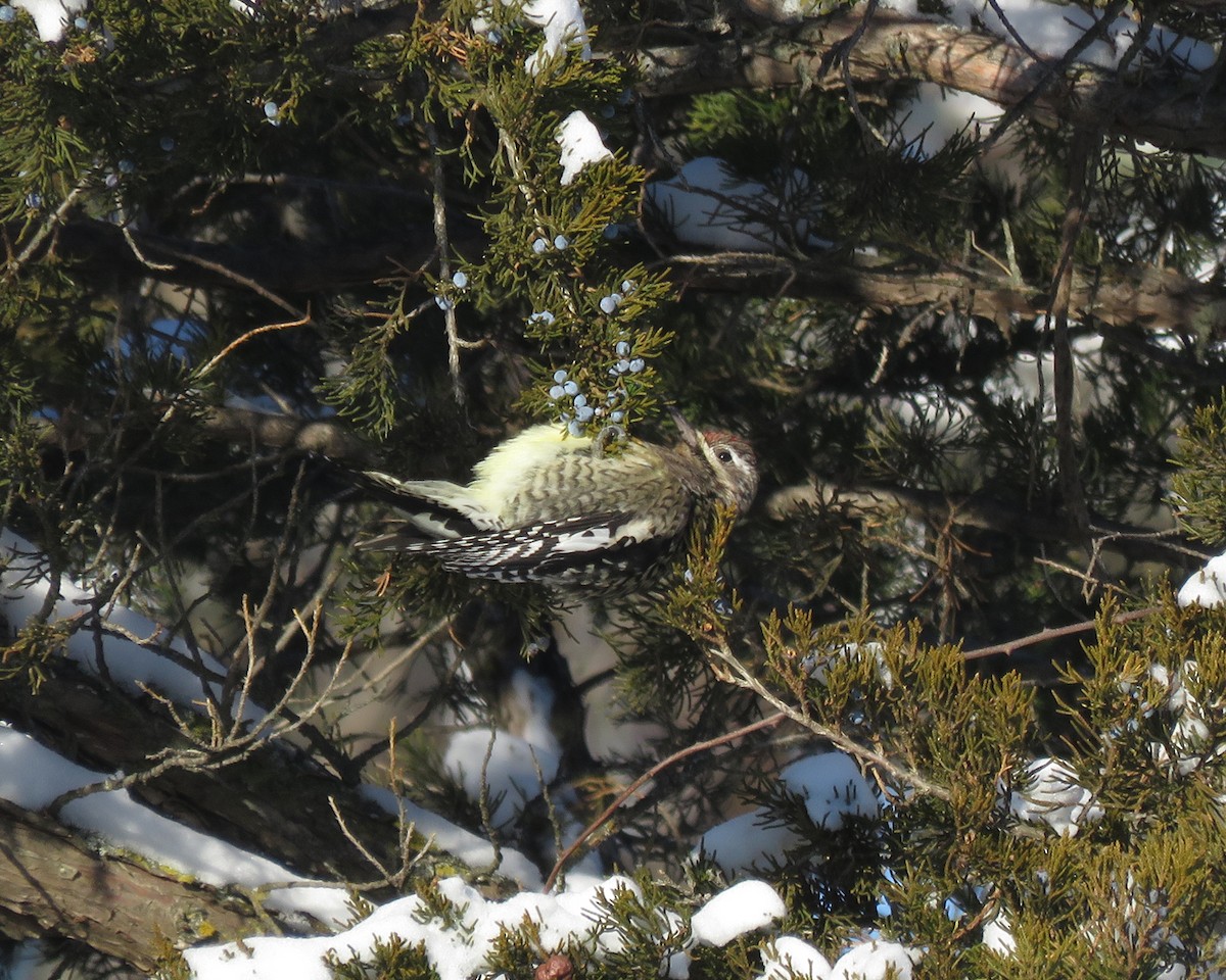 Sarı Karınlı Ağaçkakan - ML646743522