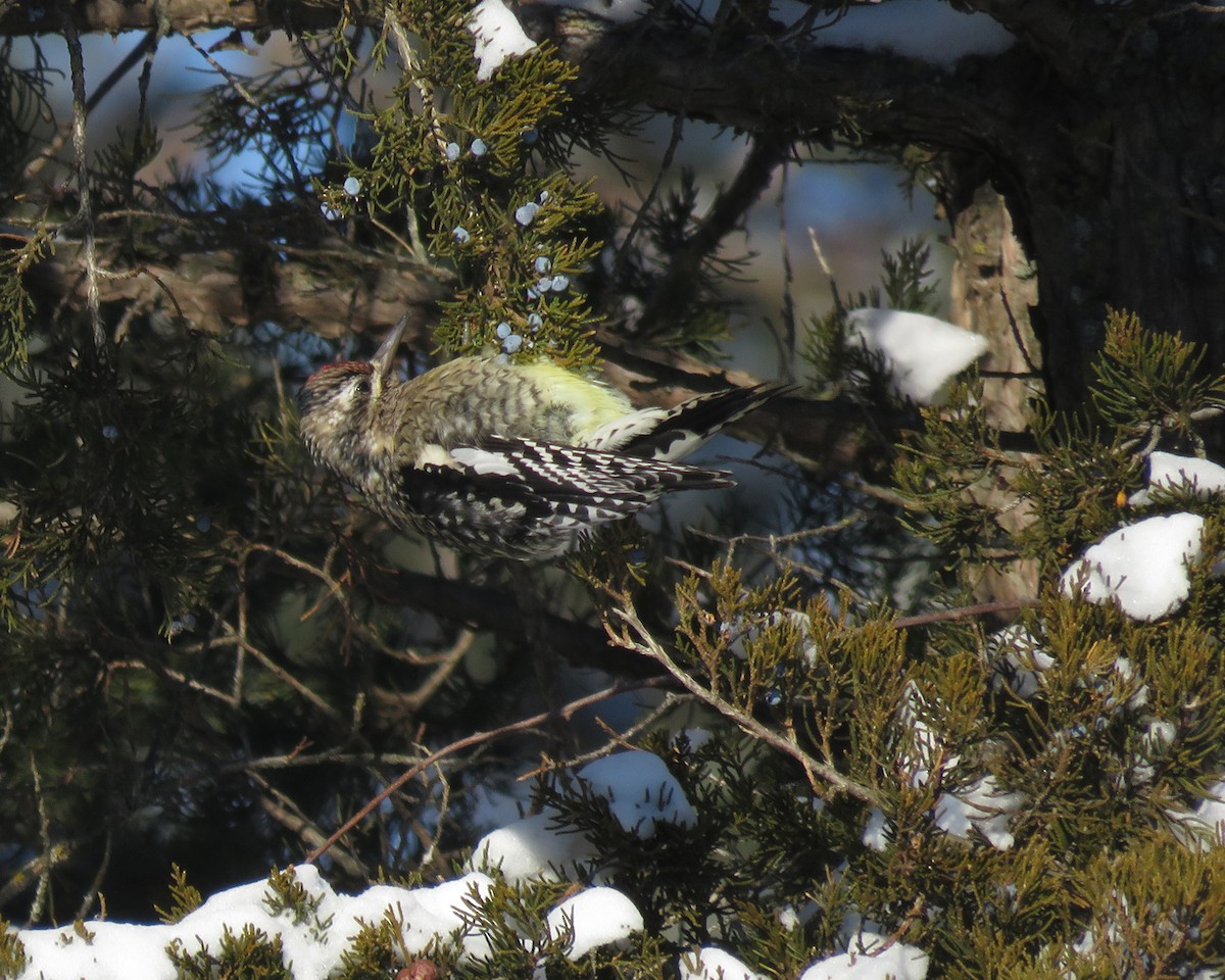 Sarı Karınlı Ağaçkakan - ML646743523