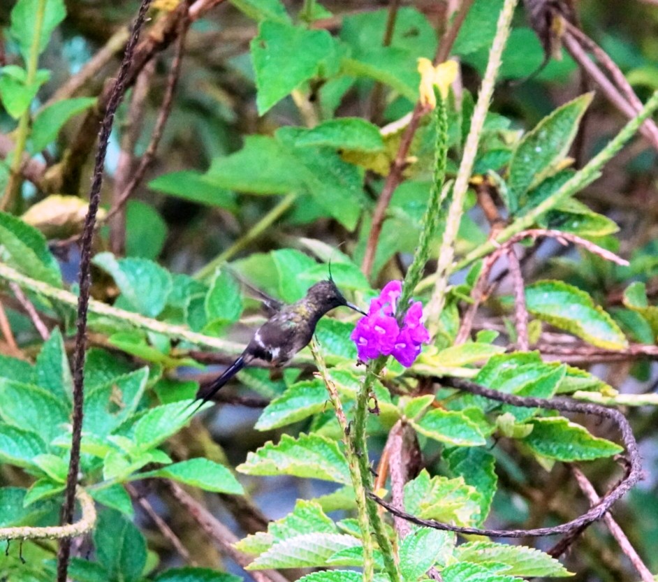 Wire-crested Thorntail - ML646743526