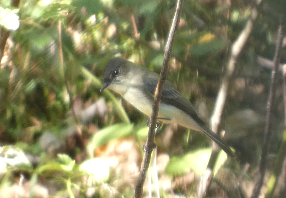 Eastern Phoebe - ML646743527