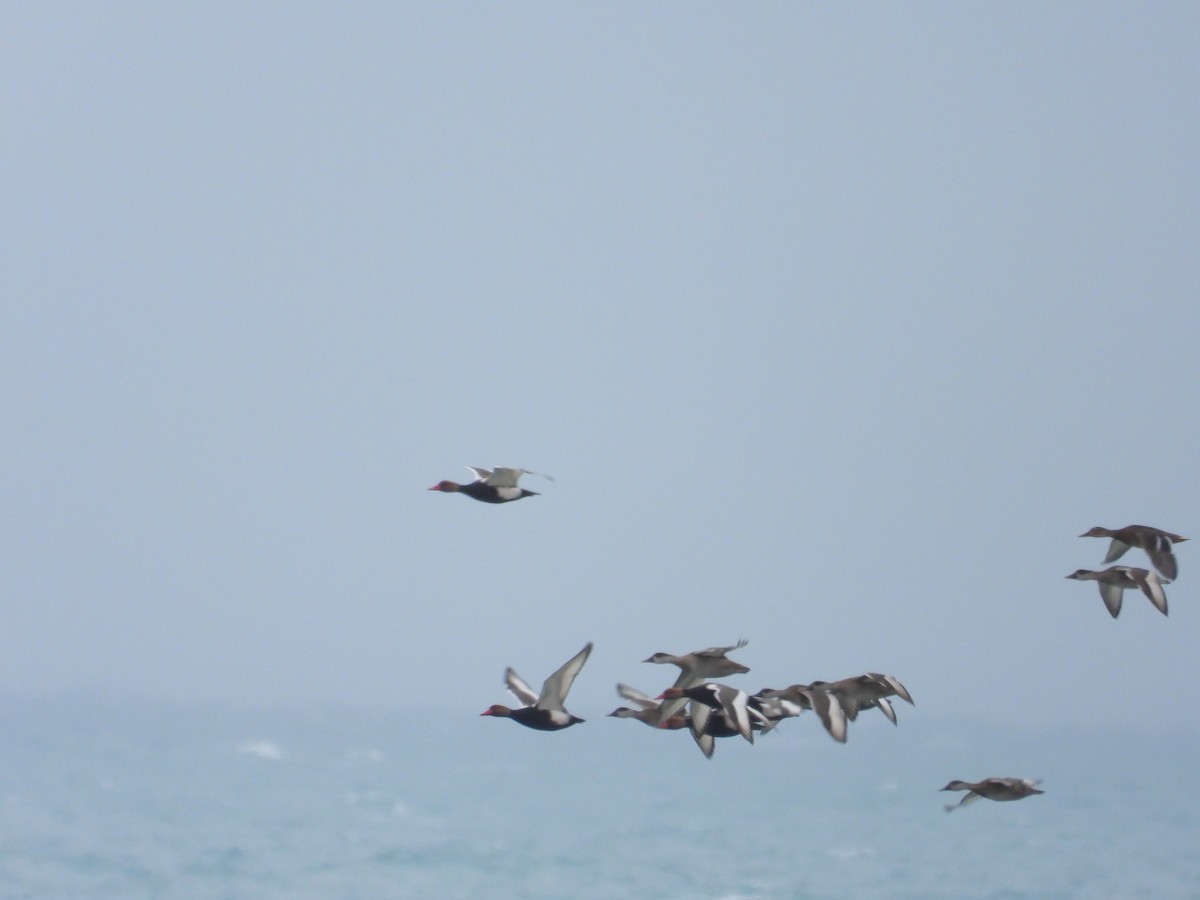 Red-crested Pochard - ML646743530
