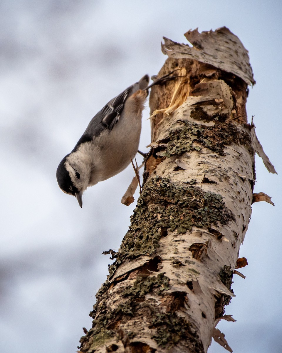 White-breasted Nuthatch - ML646743531