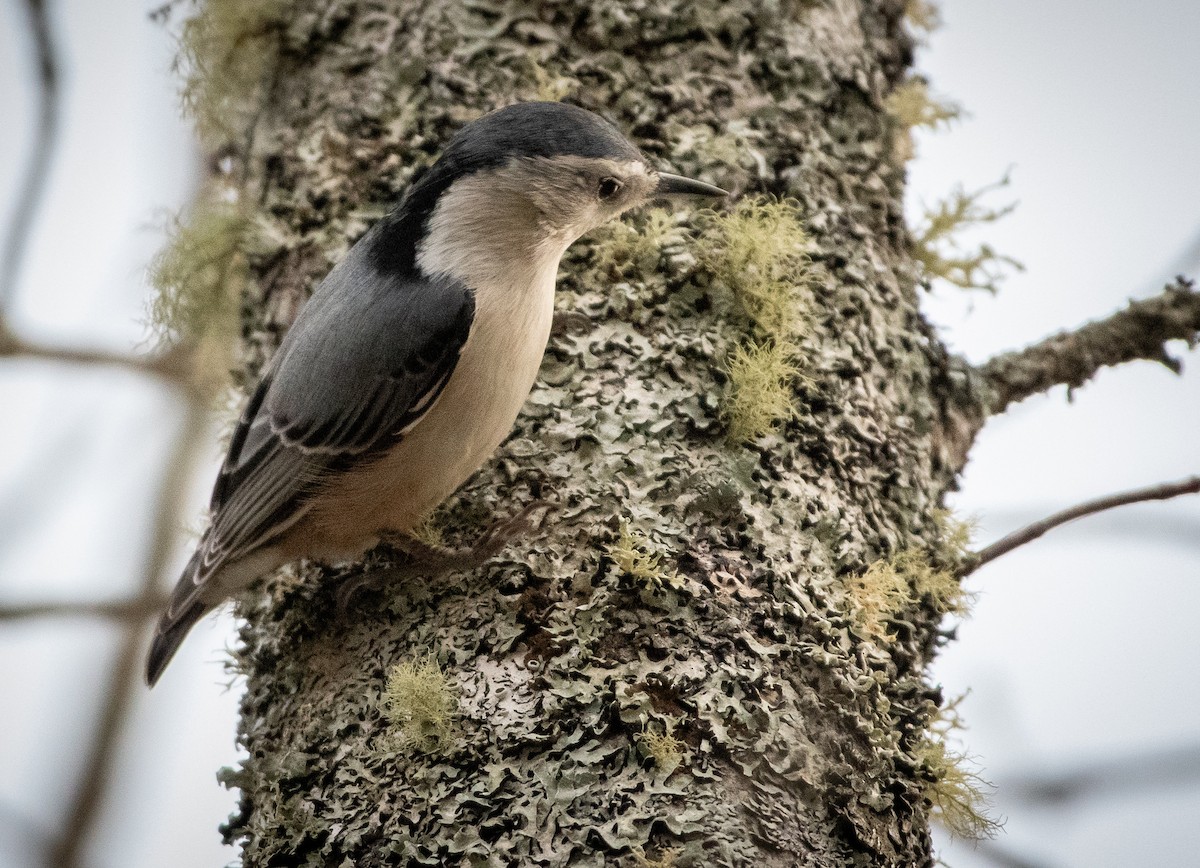 White-breasted Nuthatch - ML646743532