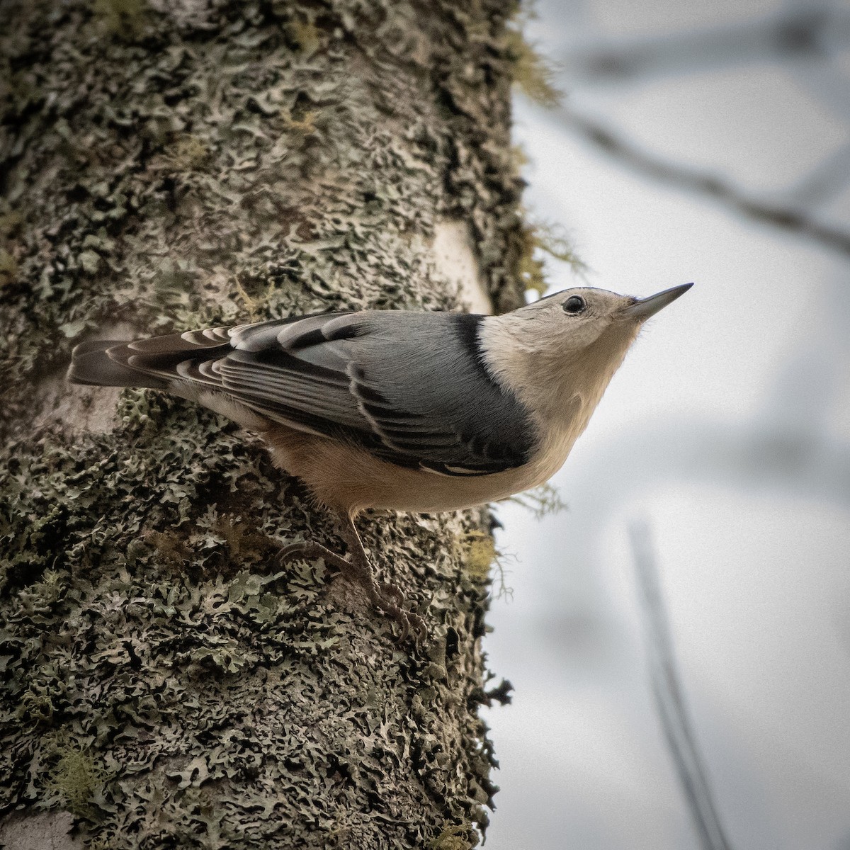 White-breasted Nuthatch - ML646743533
