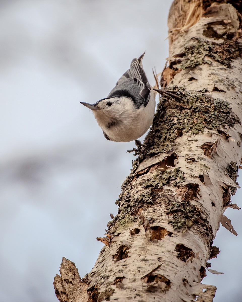 White-breasted Nuthatch - ML646743534