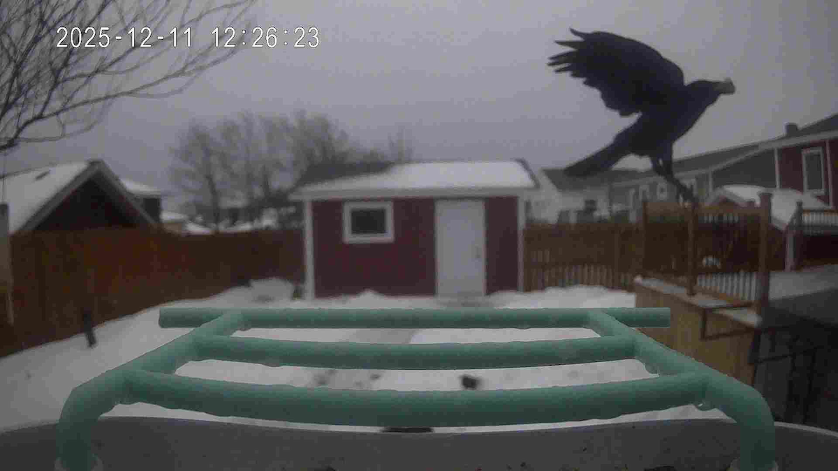 American Crow - ML646743535