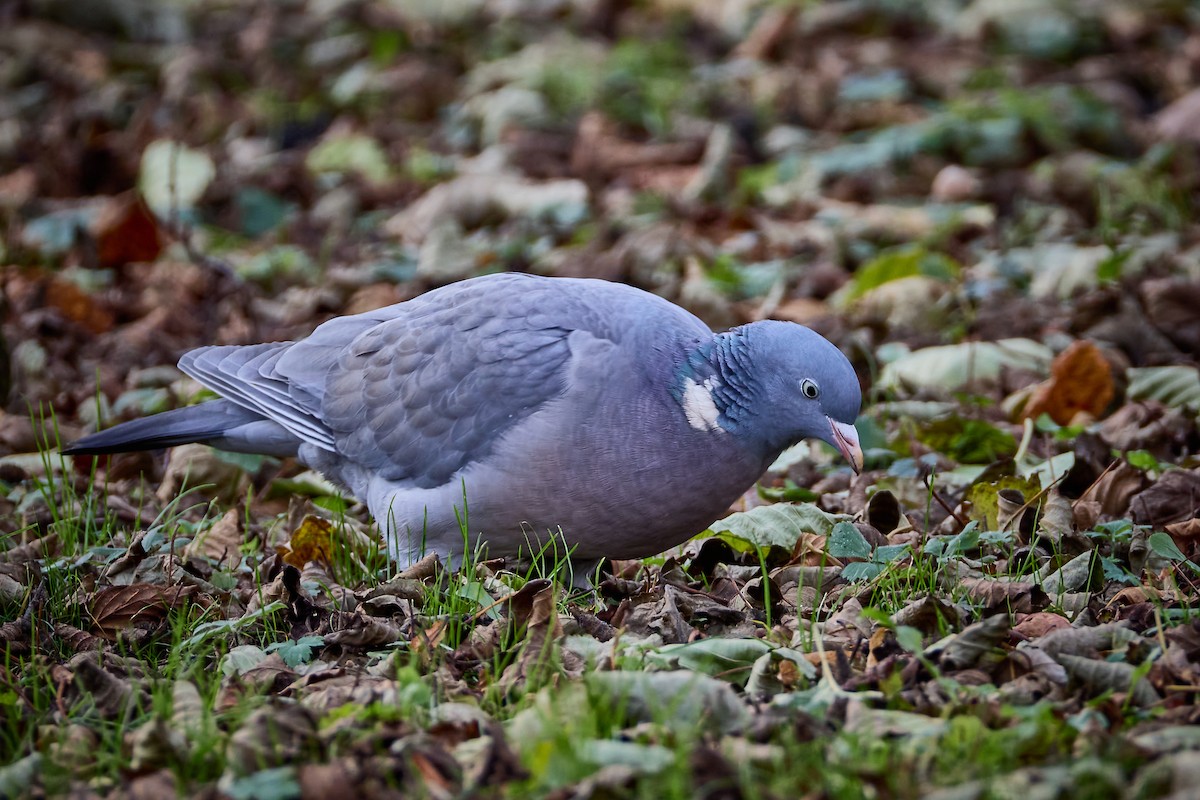 Common Wood-Pigeon - ML646743538