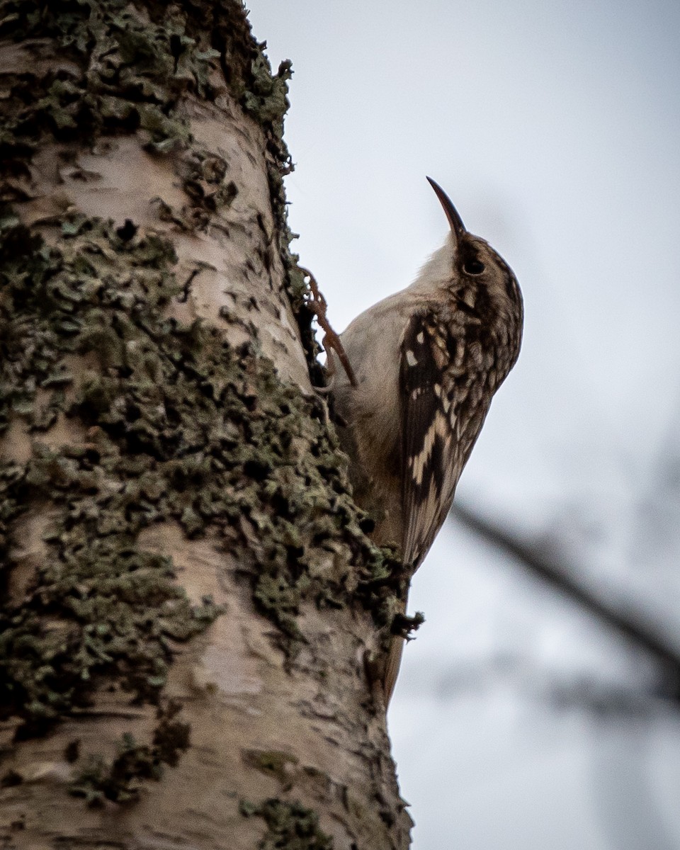 Brown Creeper - ML646743539