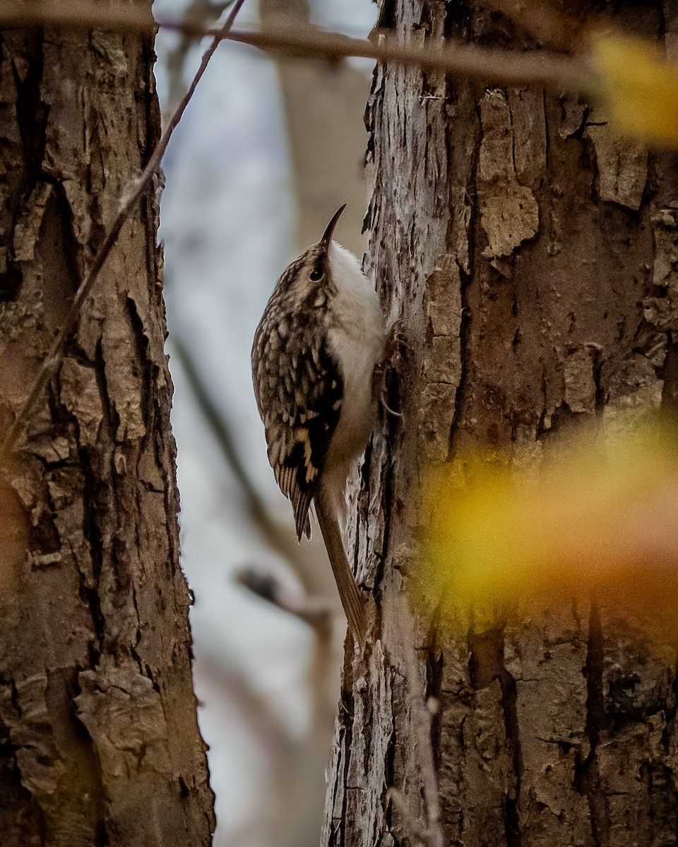 Brown Creeper - ML646743540