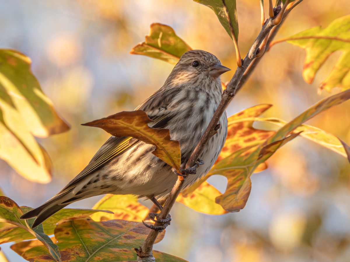 Pine Siskin - ML646743541