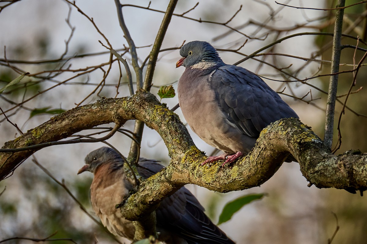 Common Wood-Pigeon - ML646743542