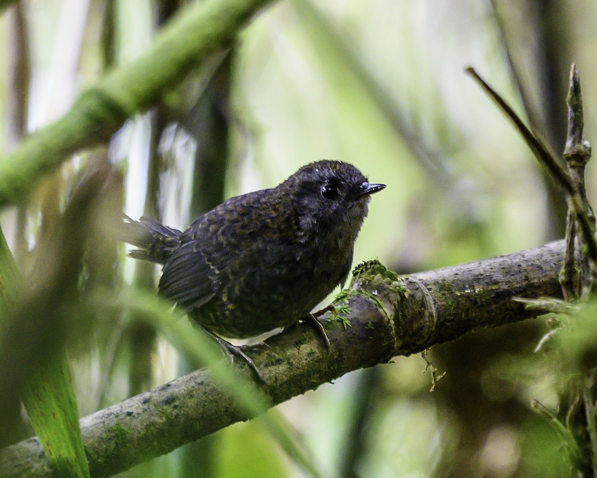 Silvery-fronted Tapaculo - ML646743543