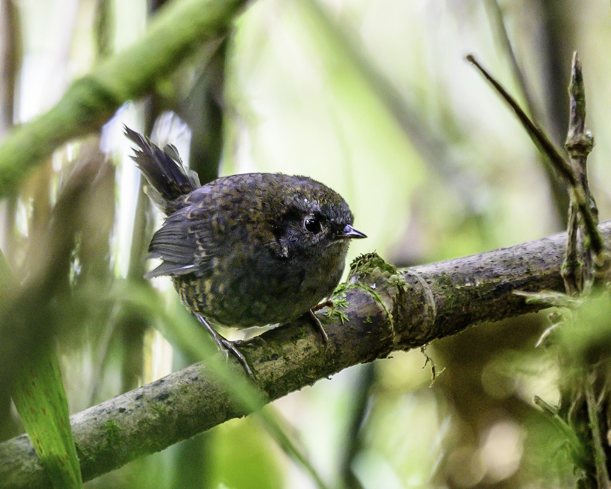 Silvery-fronted Tapaculo - ML646743544