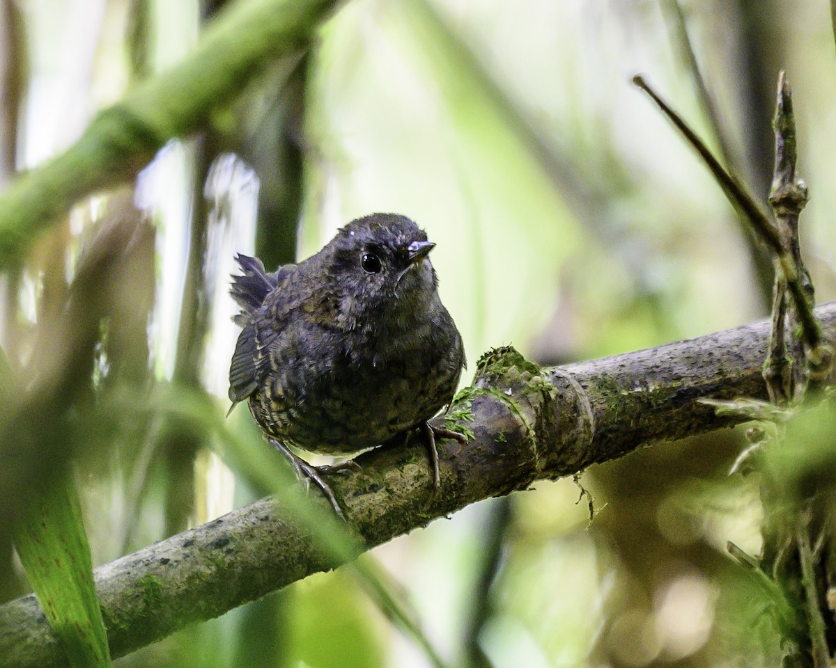 Silvery-fronted Tapaculo - ML646743545