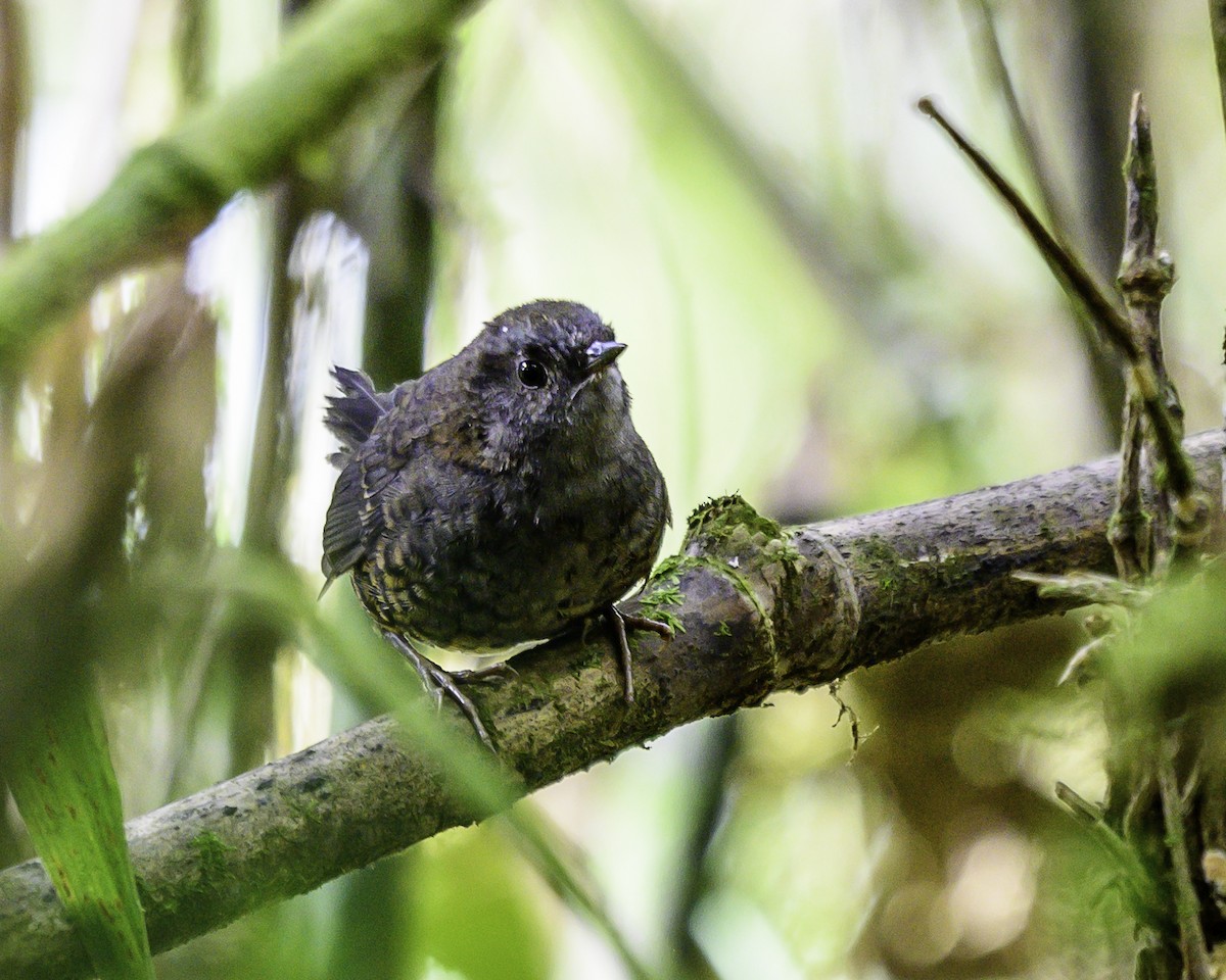 Silvery-fronted Tapaculo - ML646743546