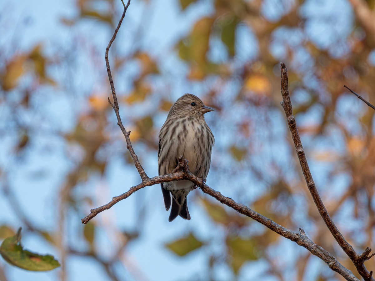 Pine Siskin - ML646743547
