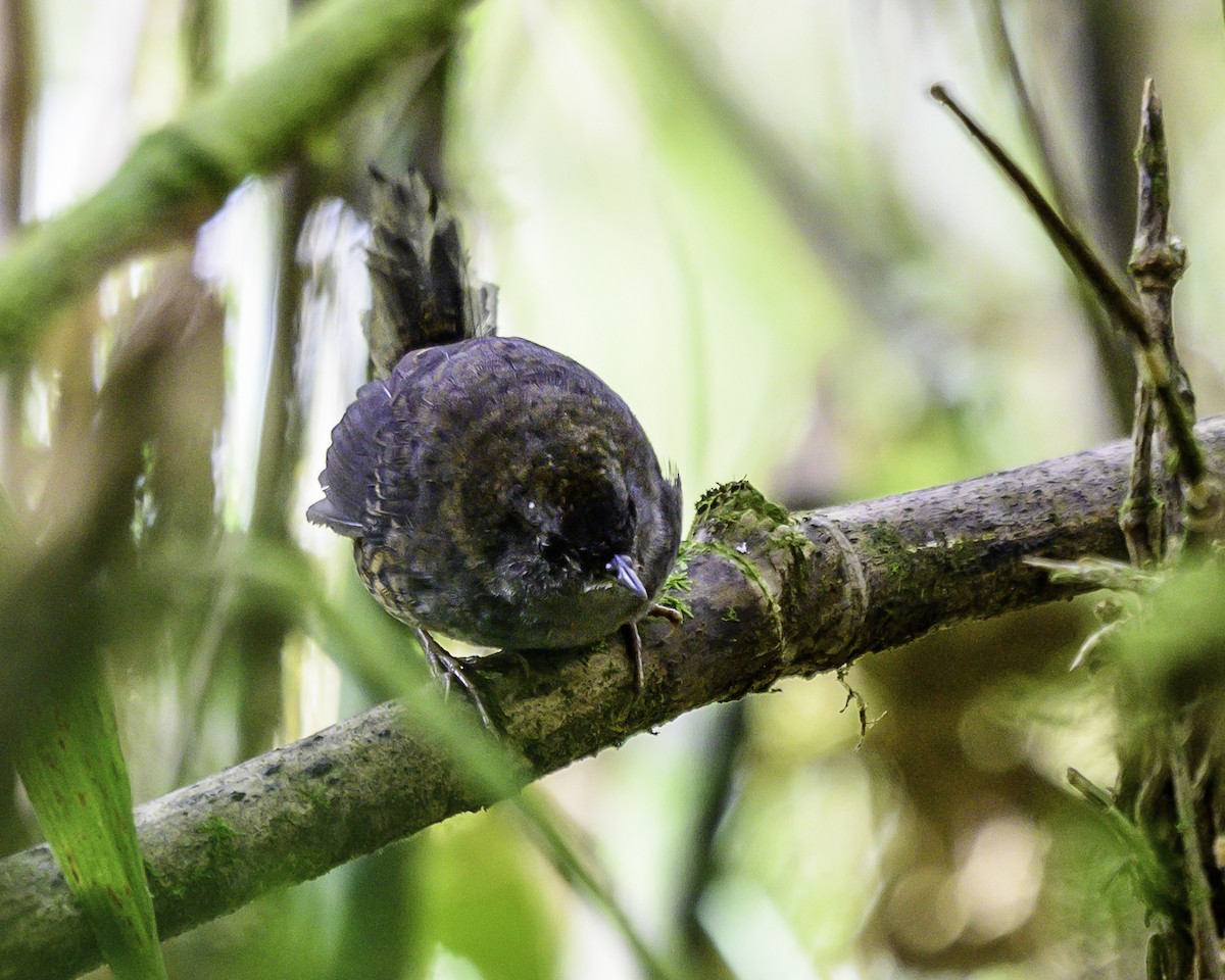 Silvery-fronted Tapaculo - ML646743548