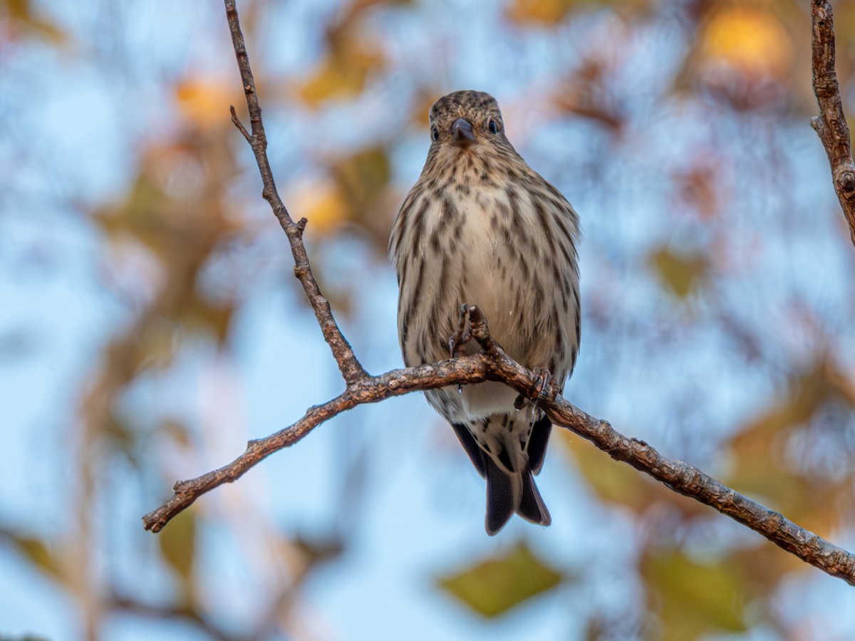 Pine Siskin - ML646743549