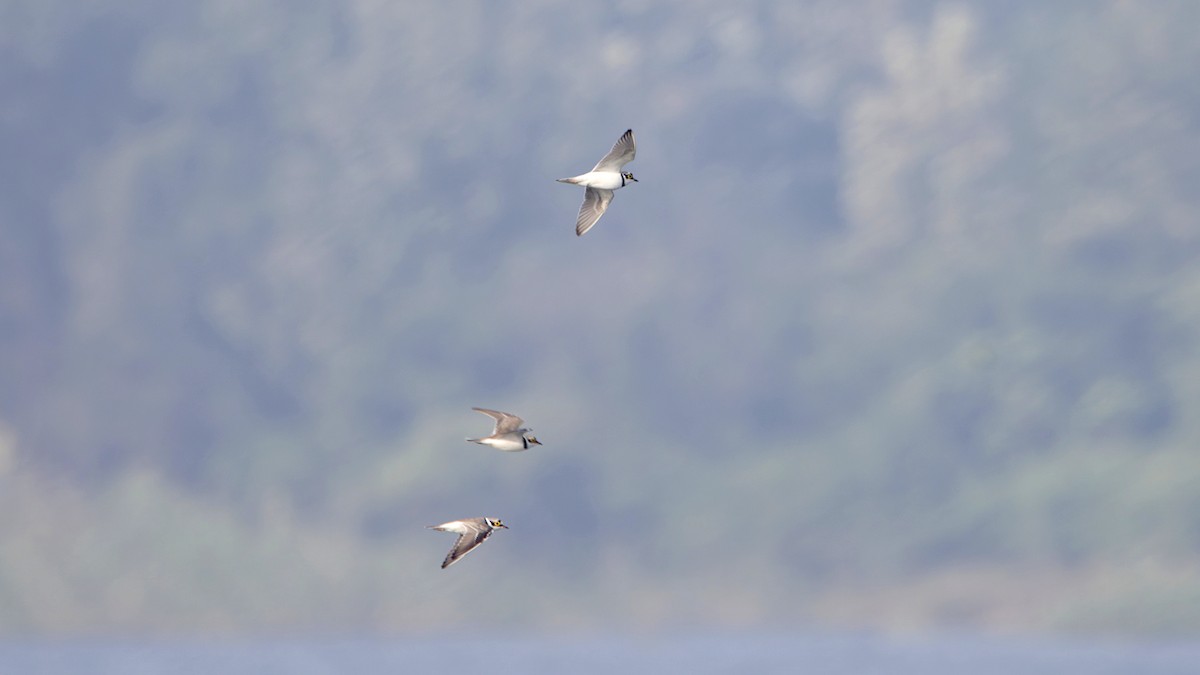 Halkalı Küçük Cılıbıt - ML646743551