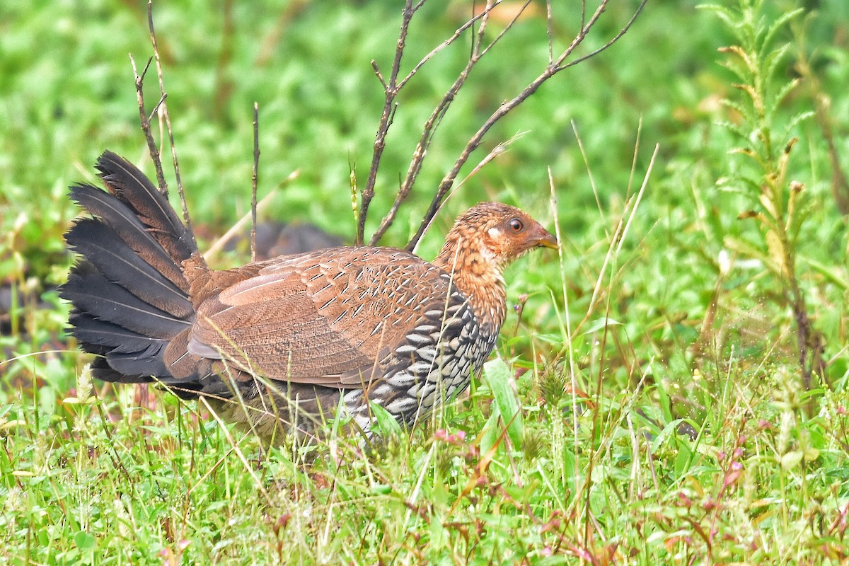 Gray Junglefowl - ML646743552