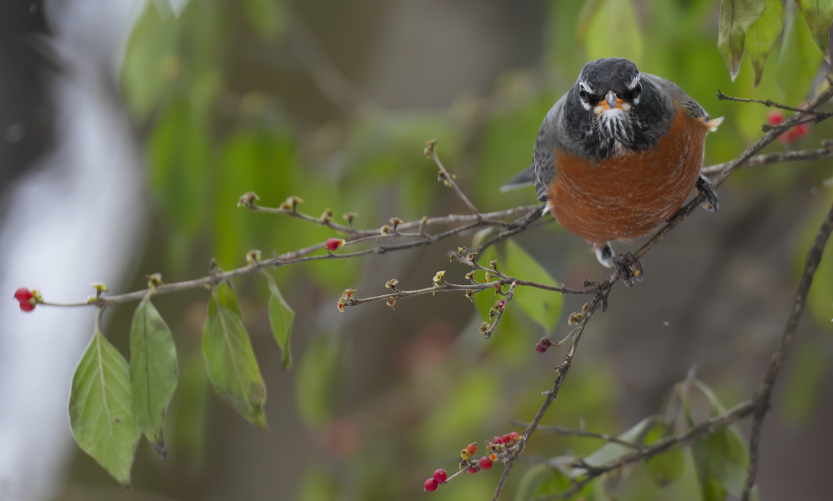 American Robin - ML646743554
