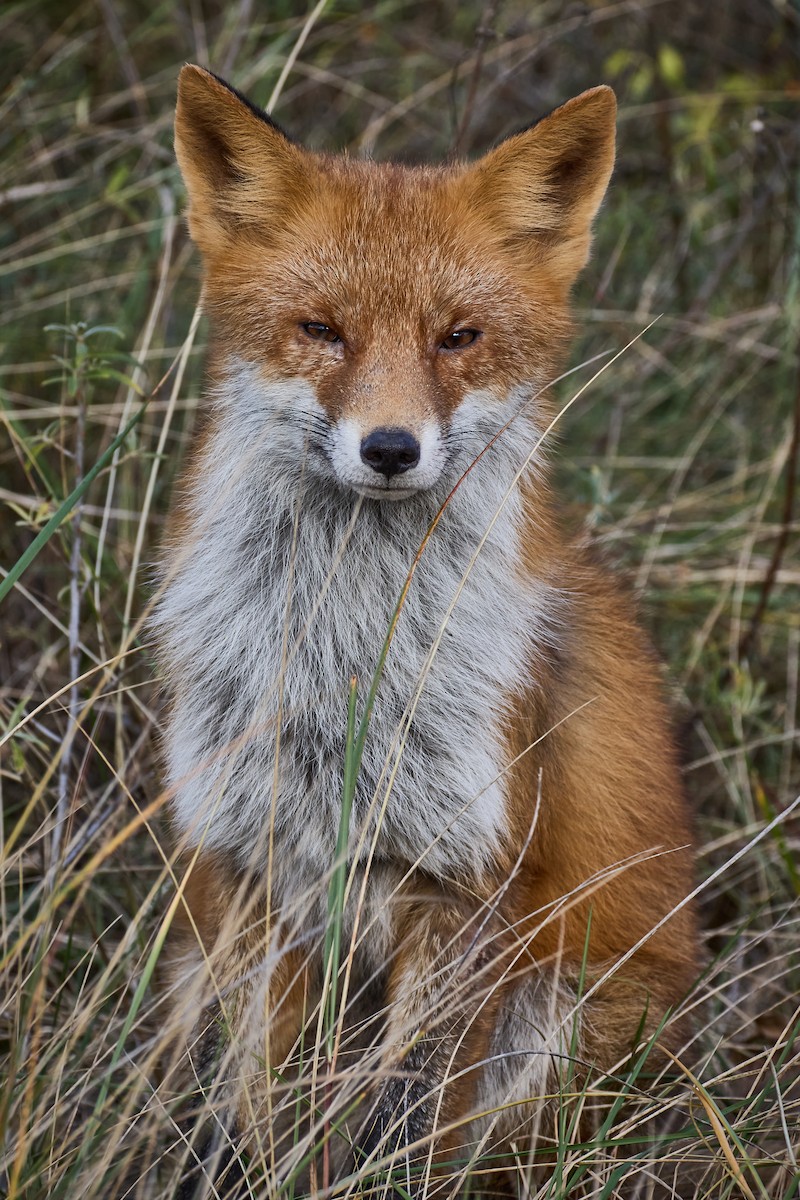 Animals - ML646743556