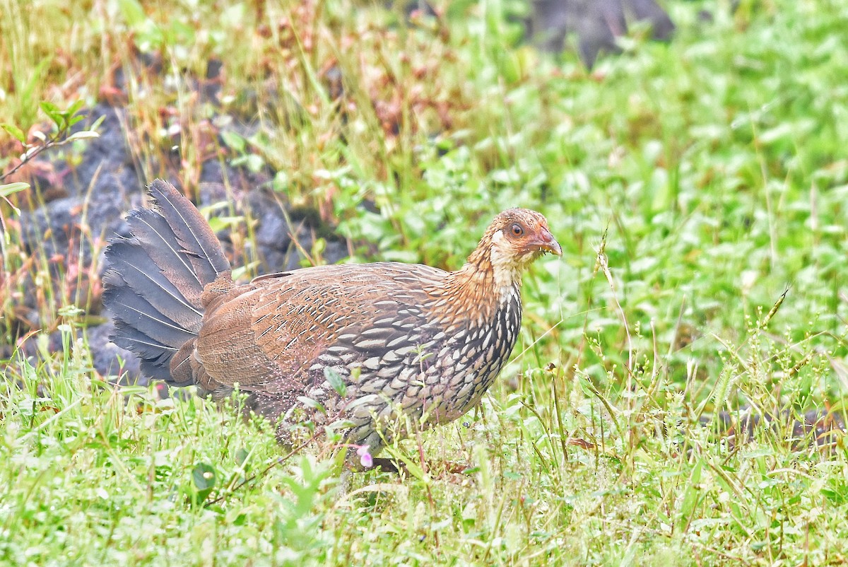 Gray Junglefowl - ML646743563
