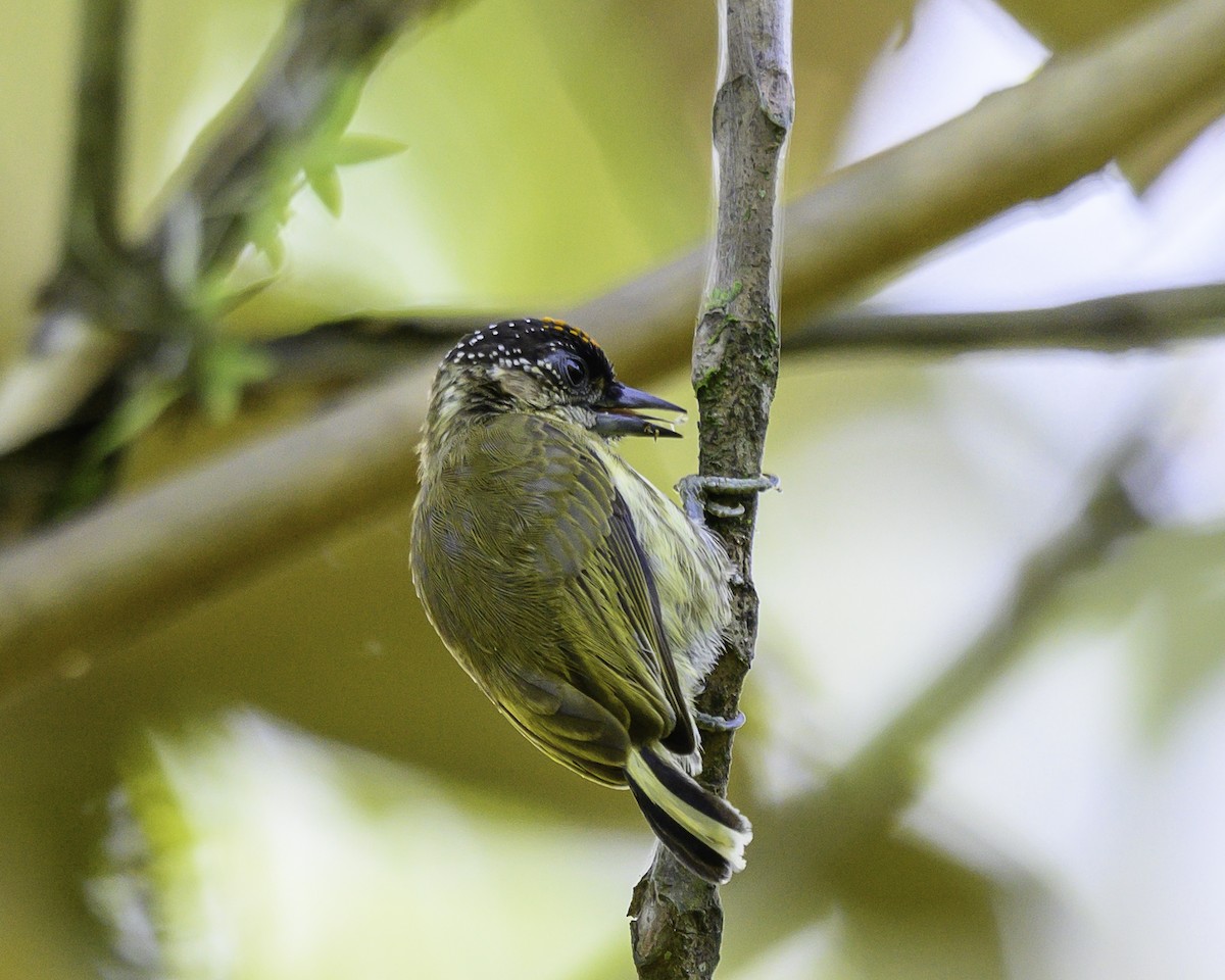 オリーブヒメキツツキ - ML646743564