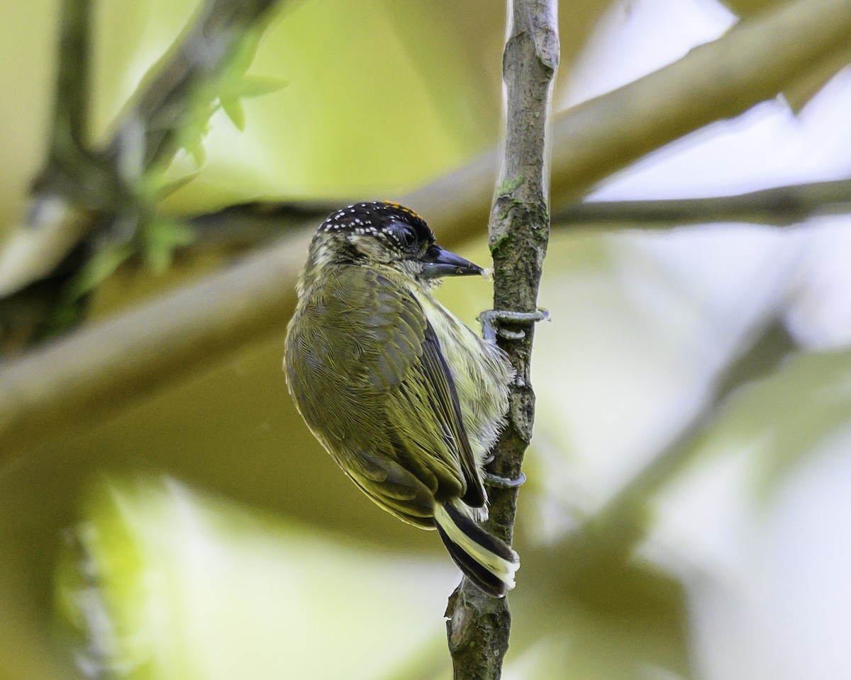 オリーブヒメキツツキ - ML646743565